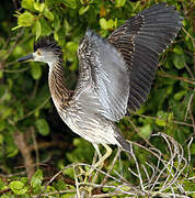 Yellow-crowned Night Heron