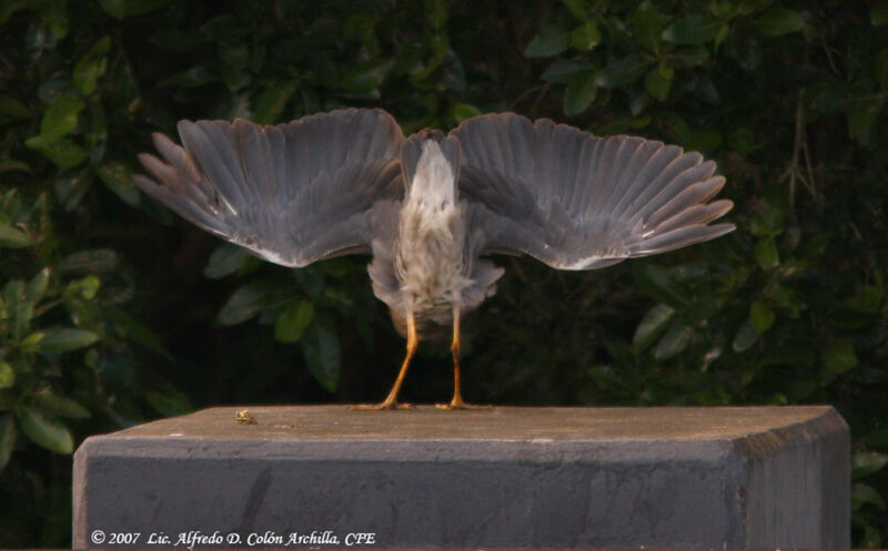 Yellow-crowned Night Heron