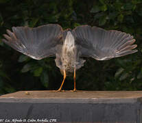 Yellow-crowned Night Heron