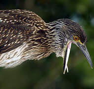 Yellow-crowned Night Heron