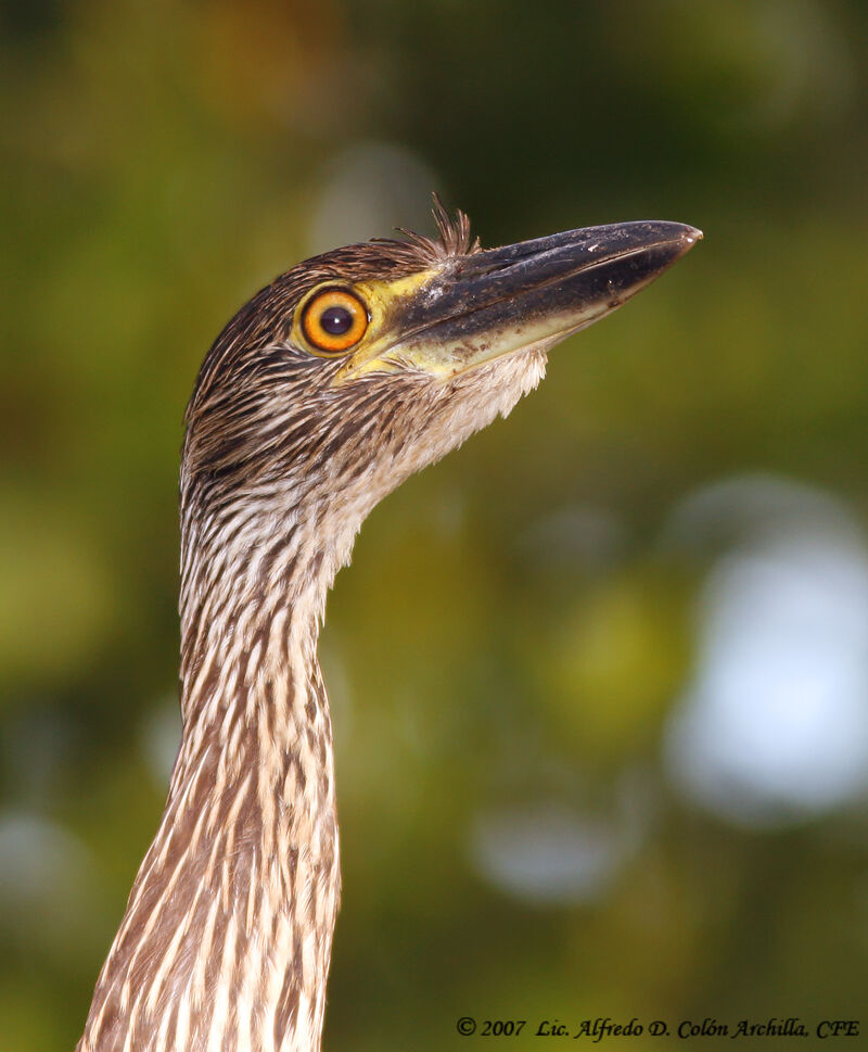 Yellow-crowned Night Heronjuvenile