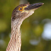 Yellow-crowned Night Heron