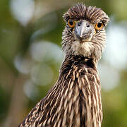 Yellow-crowned Night Heron