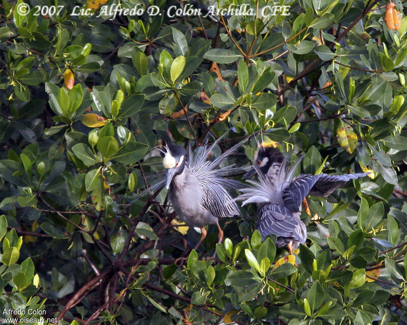 Yellow-crowned Night Heronadult, habitat, aspect, courting display