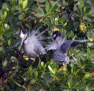 Yellow-crowned Night Heron