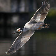 Yellow-crowned Night Heron