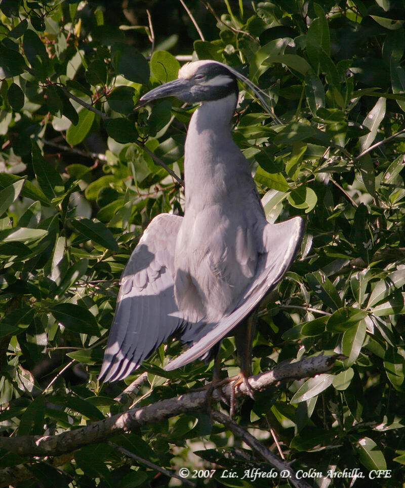 Yellow-crowned Night Heron