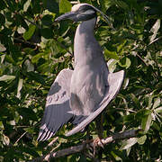 Yellow-crowned Night Heron