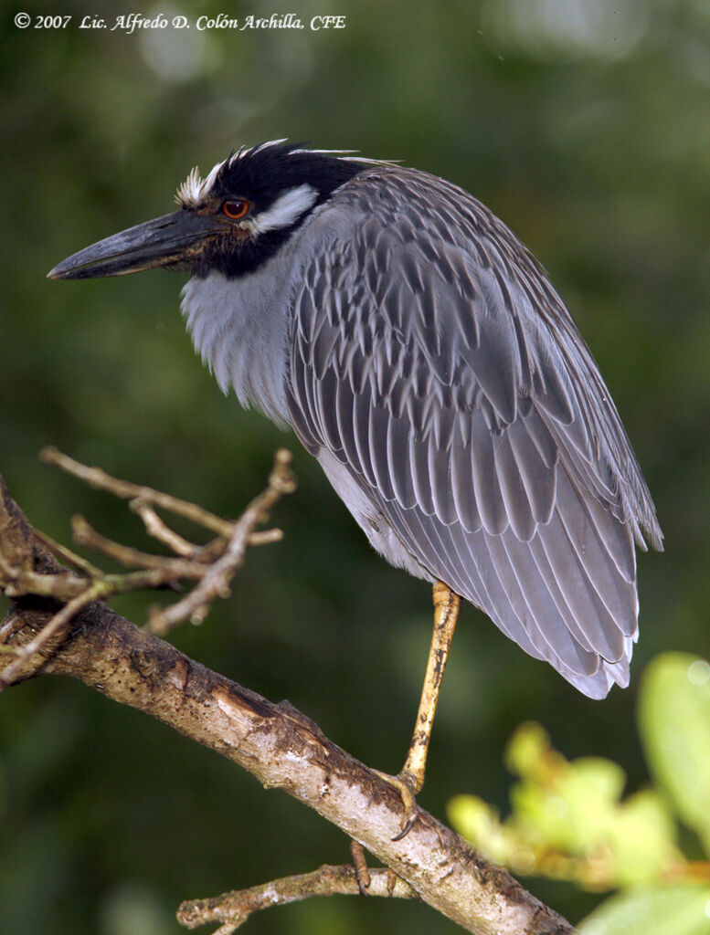 Yellow-crowned Night Heron