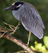 Yellow-crowned Night Heron