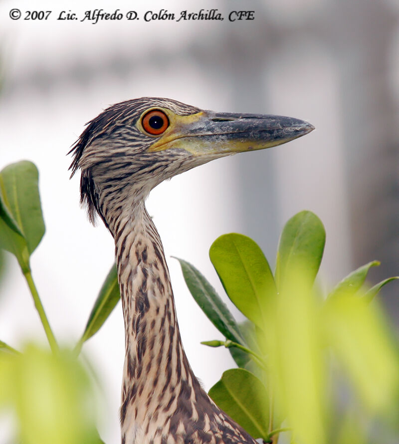 Yellow-crowned Night Heronjuvenile