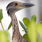 Yellow-crowned Night Heron