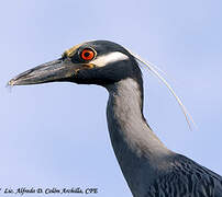 Yellow-crowned Night Heron