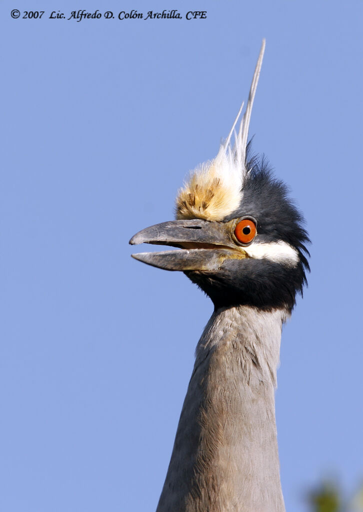 Yellow-crowned Night Heron