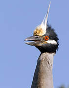 Yellow-crowned Night Heron