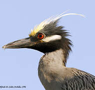 Yellow-crowned Night Heron