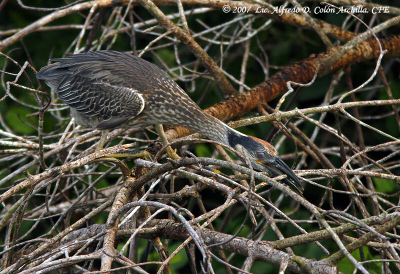 Yellow-crowned Night Heron