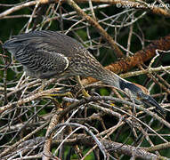 Yellow-crowned Night Heron