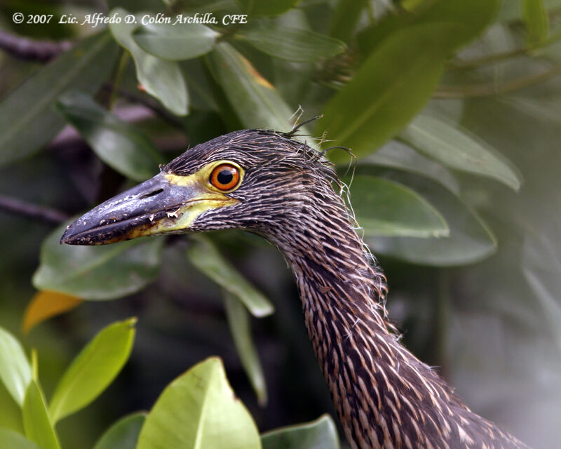 Yellow-crowned Night Heronjuvenile