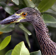 Yellow-crowned Night Heron