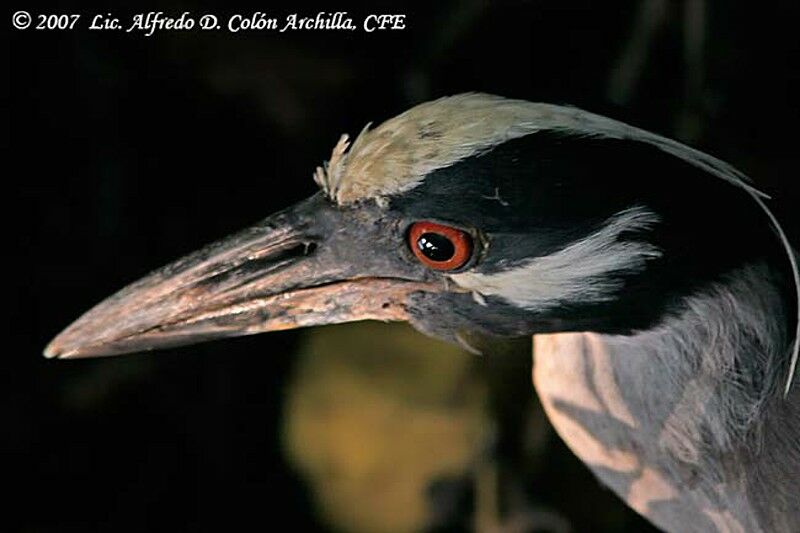 Yellow-crowned Night Heron