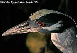 Yellow-crowned Night Heron