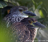 Yellow-crowned Night Heron