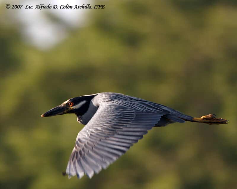 Yellow-crowned Night Heron