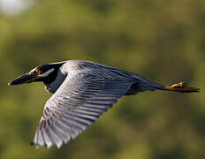 Yellow-crowned Night Heron