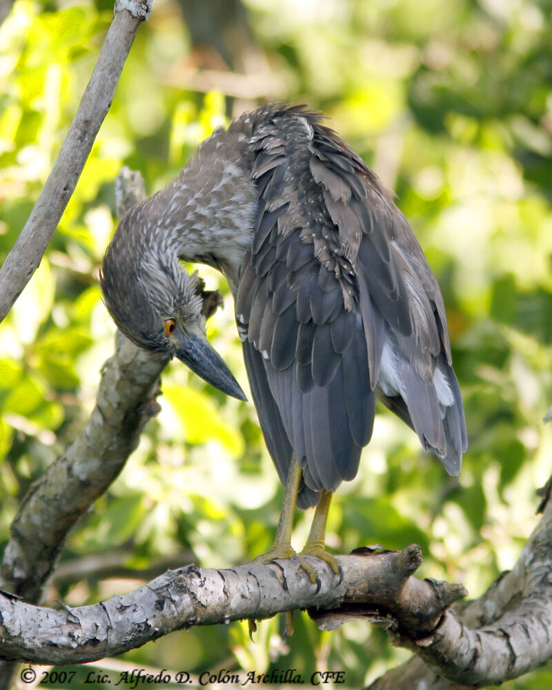 Yellow-crowned Night Heronjuvenile