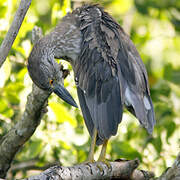 Yellow-crowned Night Heron