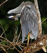 Yellow-crowned Night Heron