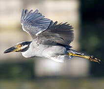 Yellow-crowned Night Heron