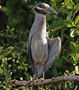 Yellow-crowned Night Heron