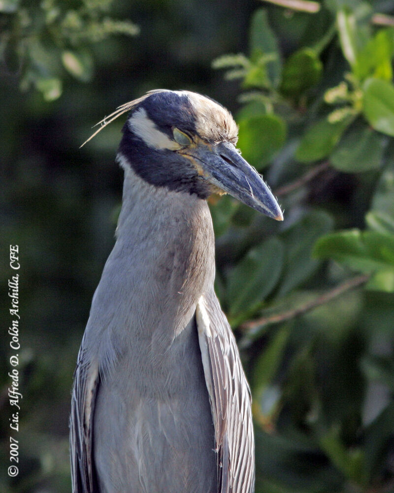 Yellow-crowned Night Heron