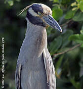 Yellow-crowned Night Heron