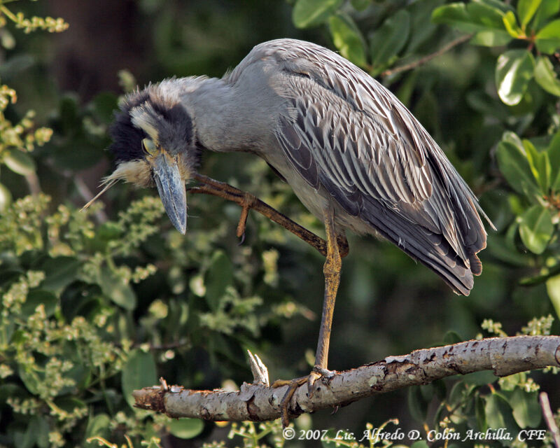 Yellow-crowned Night Heron