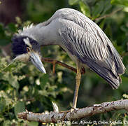 Yellow-crowned Night Heron