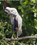 Yellow-crowned Night Heron