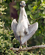 Yellow-crowned Night Heron