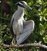 Yellow-crowned Night Heron