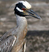 Yellow-crowned Night Heron