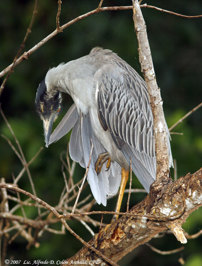 Yellow-crowned Night Heron