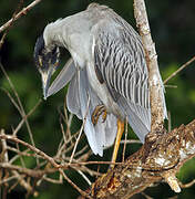 Yellow-crowned Night Heron