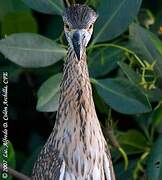 Yellow-crowned Night Heron