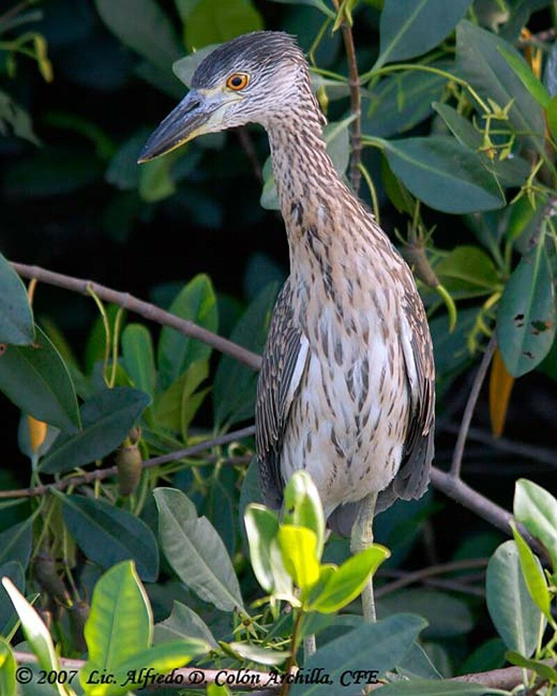 Yellow-crowned Night Heron