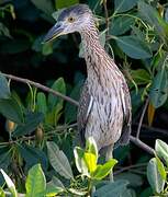 Yellow-crowned Night Heron