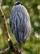 Yellow-crowned Night Heron