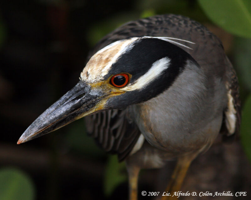 Yellow-crowned Night Heron