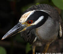 Yellow-crowned Night Heron